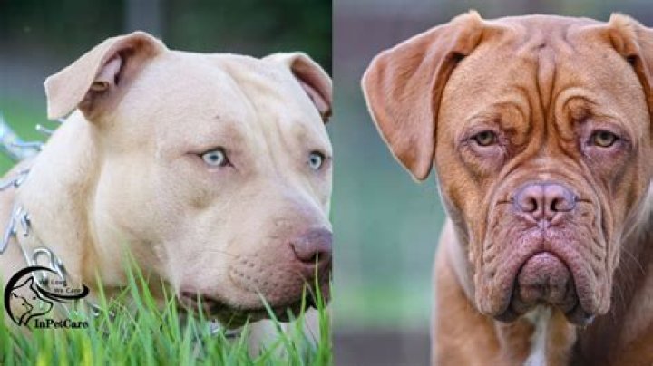 What is a French mastiff mix?