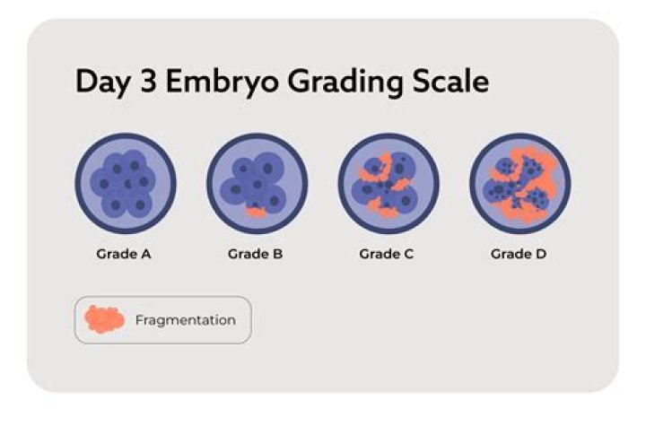 What is a Grade 4 embryo?