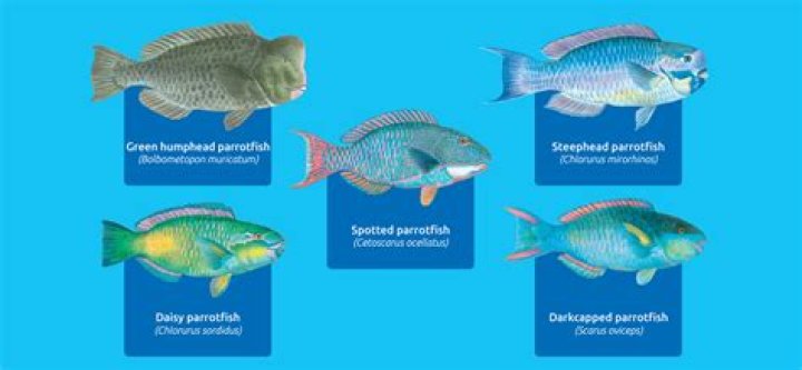 What is a group of parrot fish called?