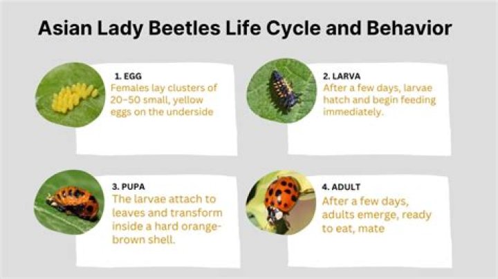 What is a lady beetles life cycle?