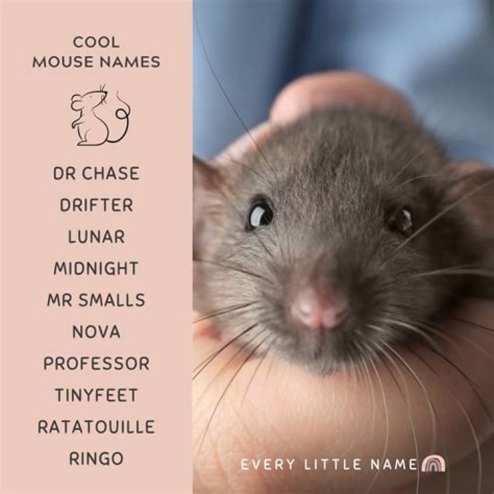 What is a mouse face?