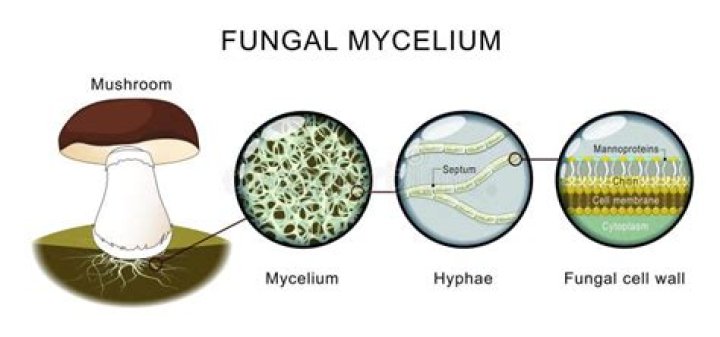 What is a mycelium in fungi?