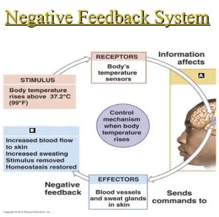 What is a negative feedback system give an example?