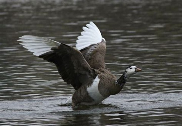 What is a Quill Lake goose?