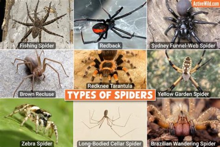 What is a spider group called?