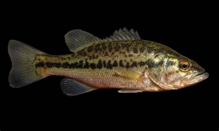What is a spotted bass favorite food?