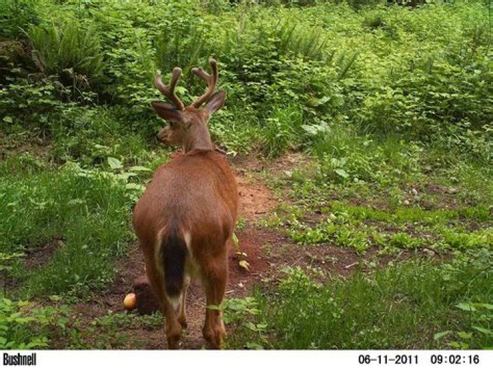 What is a swamp donkey deer?