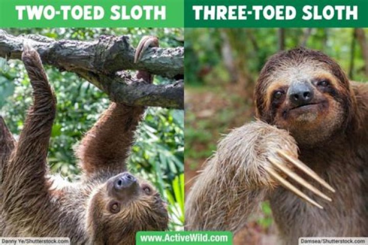What is a three toed sloths behavior?