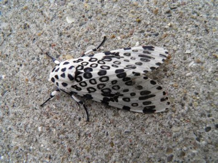 What is a white moth with black spots?