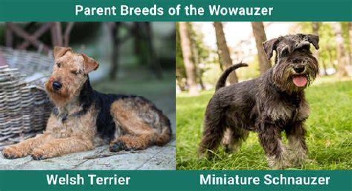 What is a wowzer dog?