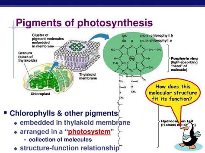 What is accessory pigments role in photosynthesis?