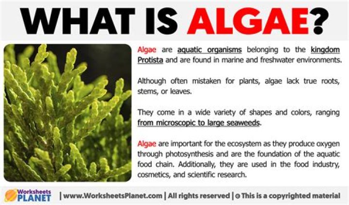 What is algae in Wikipedia?