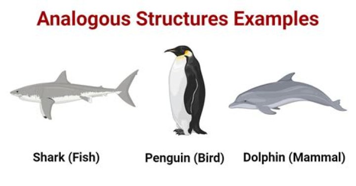 What is an analogous example?