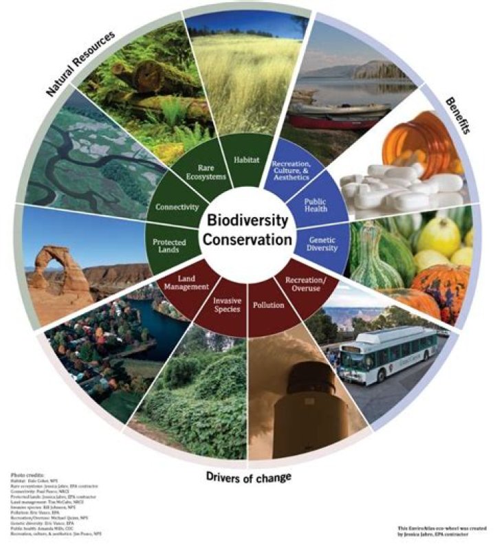 What is an example of a direct economic value of biodiversity?