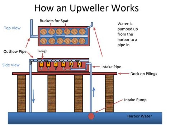 What is an Upweller?