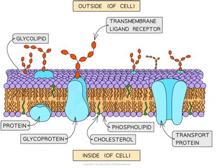 What is another name for a transmembrane protein?