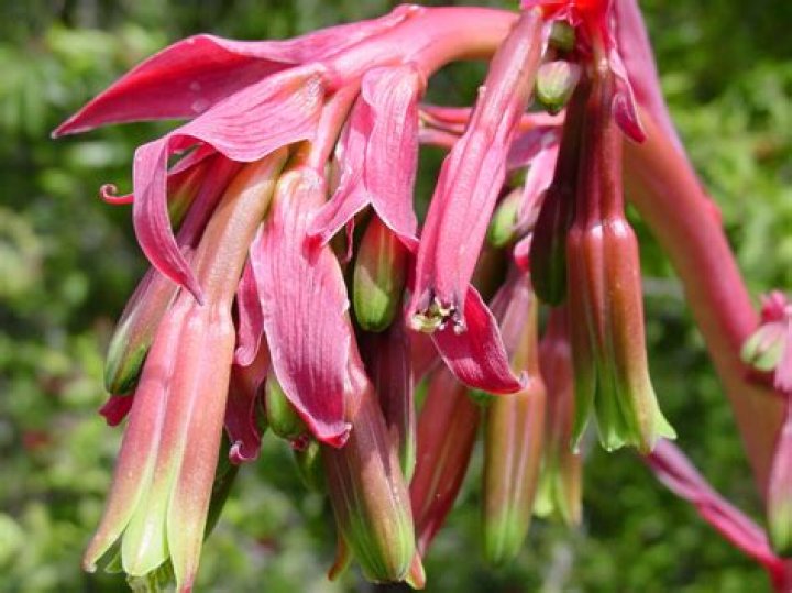 What is Beschorneria yuccoides?