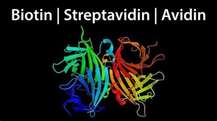 What is biotin and streptavidin?