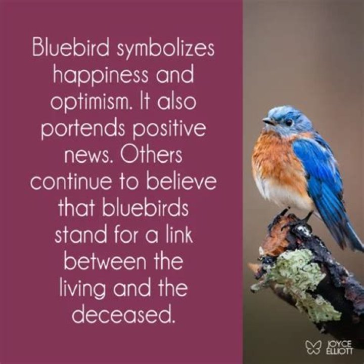 What is Bluebird promise?