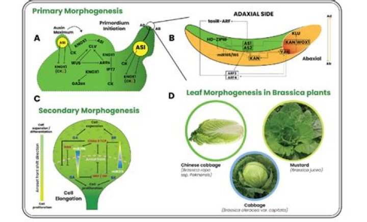 What is branching morphogenesis?