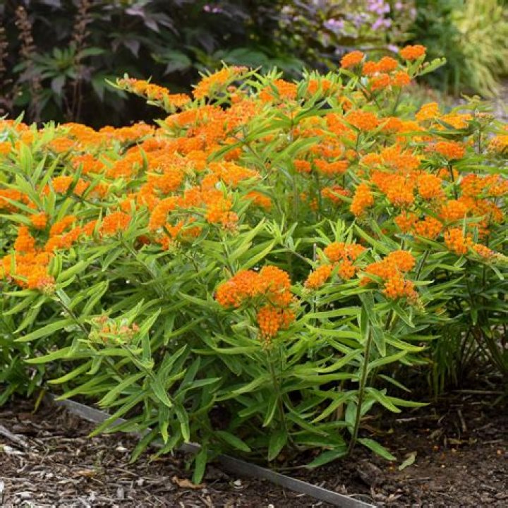 What is butterfly weed used for?