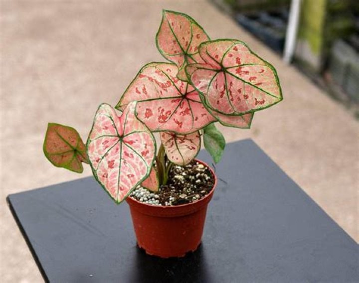 What is Caladium bicolor used for?
