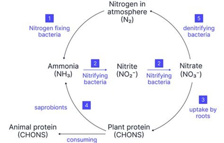 What is carbon to nitrogen ratio in denitrification?