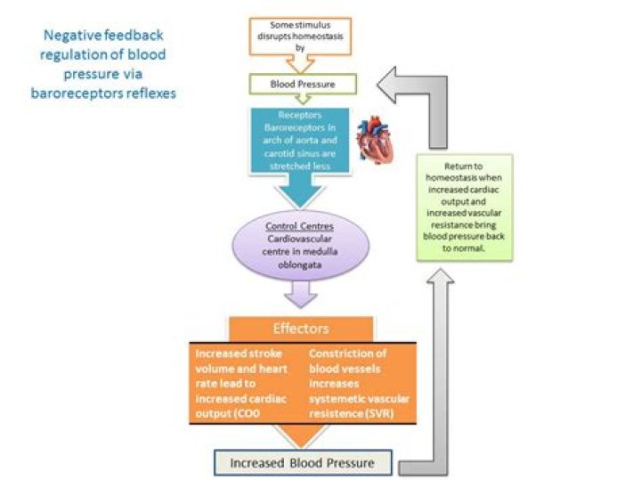 What is cardiovascular homeostasis?