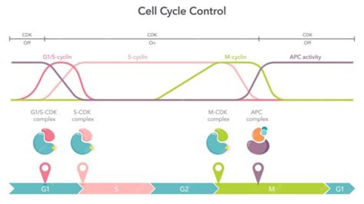 What is CDK Autoline?