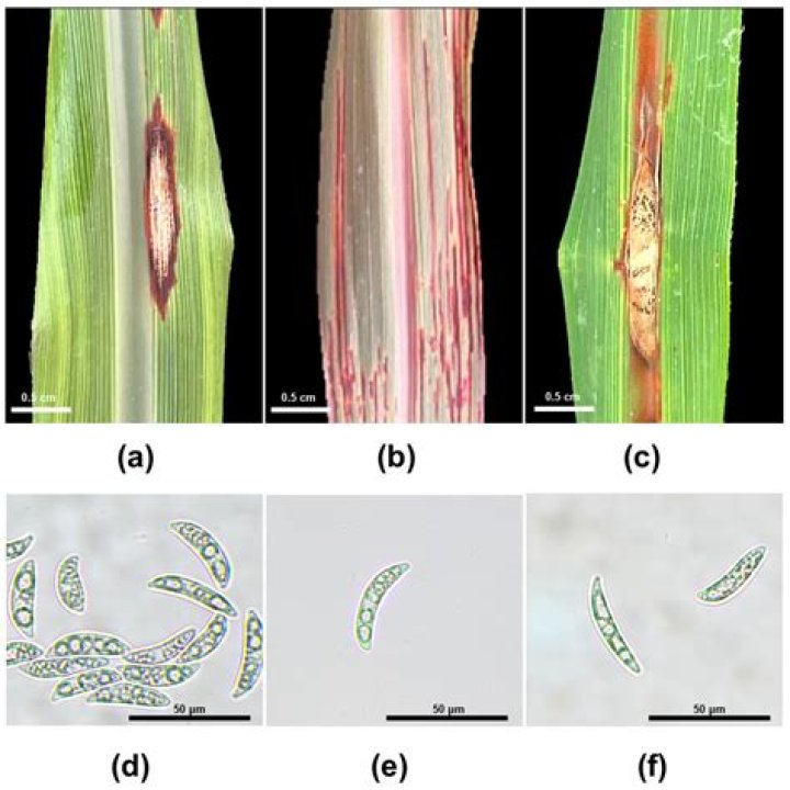 What is Colletotrichum Falcatum?