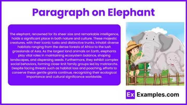 What is elephant paragraph?