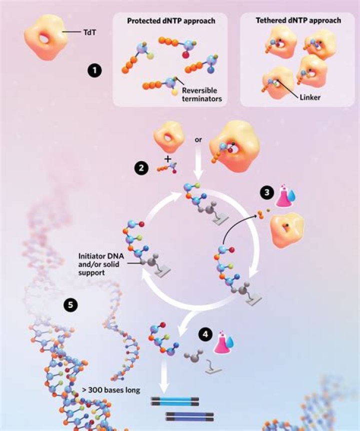 What is enzymatic synthesis of DNA?