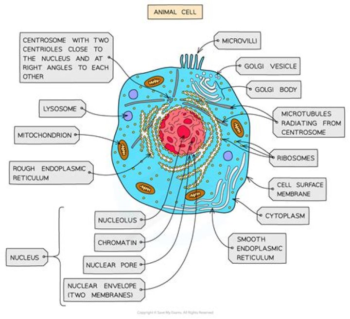 What is ER in an animal cell?