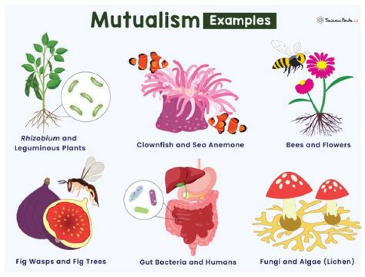 What is facultative mutualism?