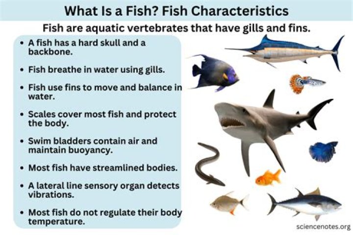 What is fish explain in detail?