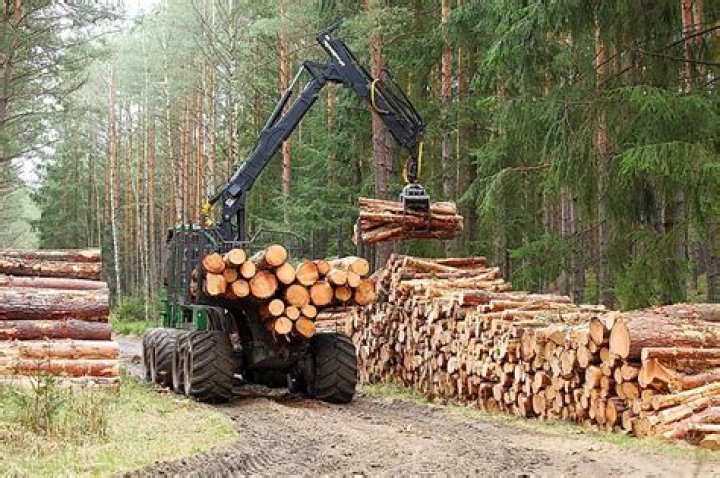 What is forestry deforestation?