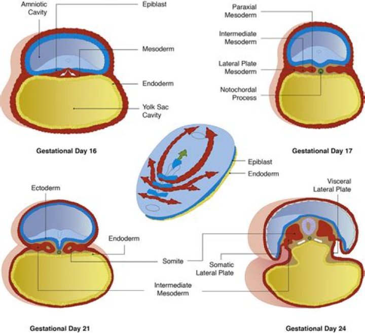 What is formed from extraembryonic mesoderm?