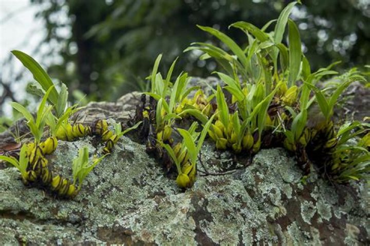 What is Herba Dendrobii?