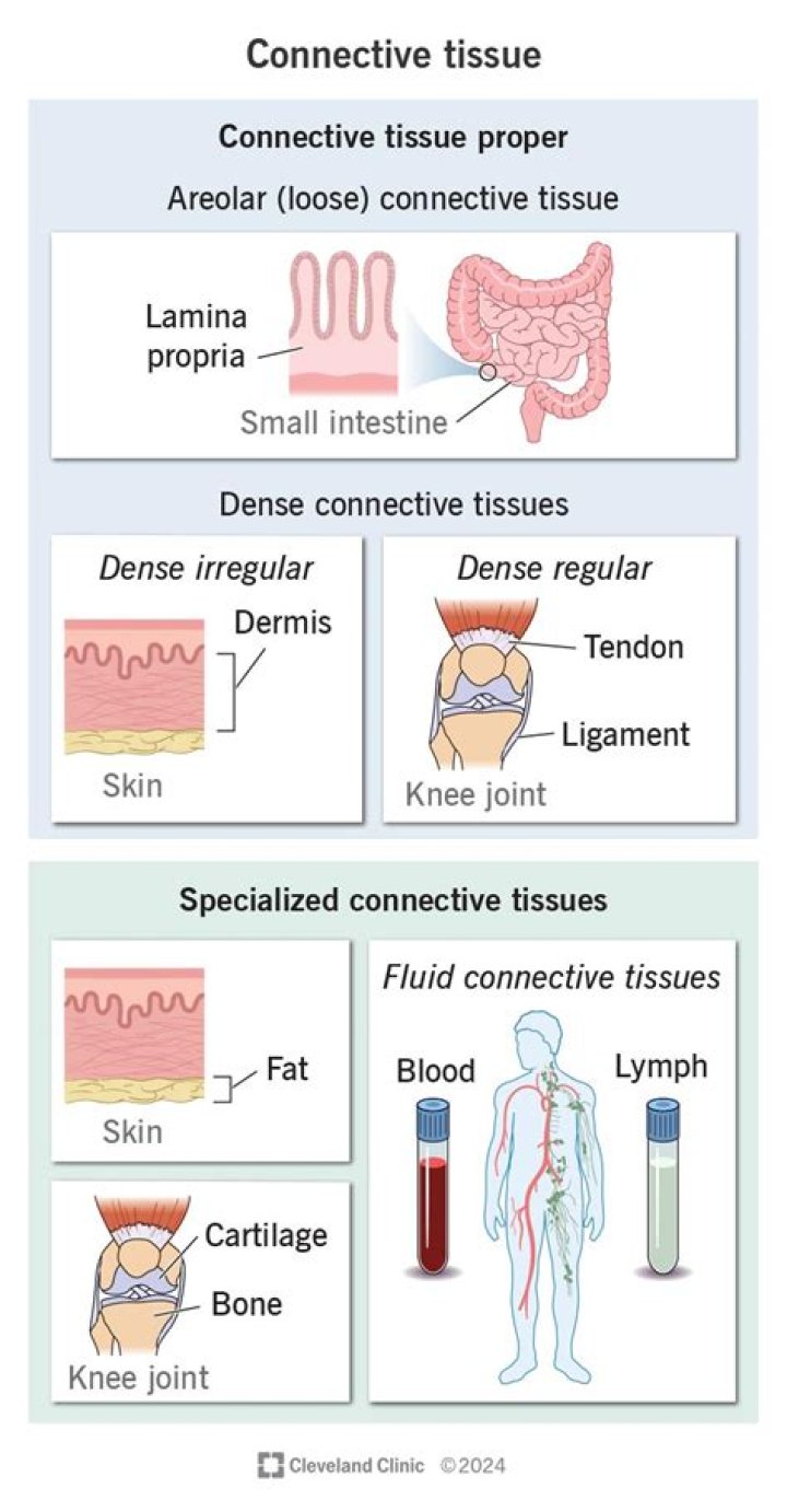 What is in connective tissue proper?