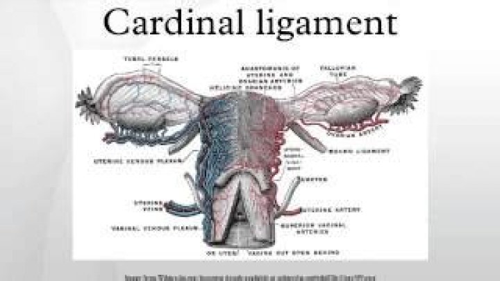 What is in the cardinal ligament?