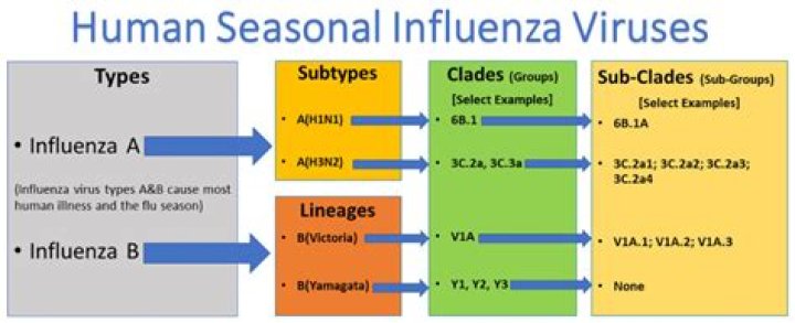 What is influenza A h1?