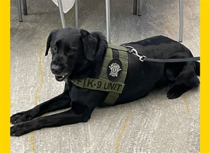 What is K-9 unit?
