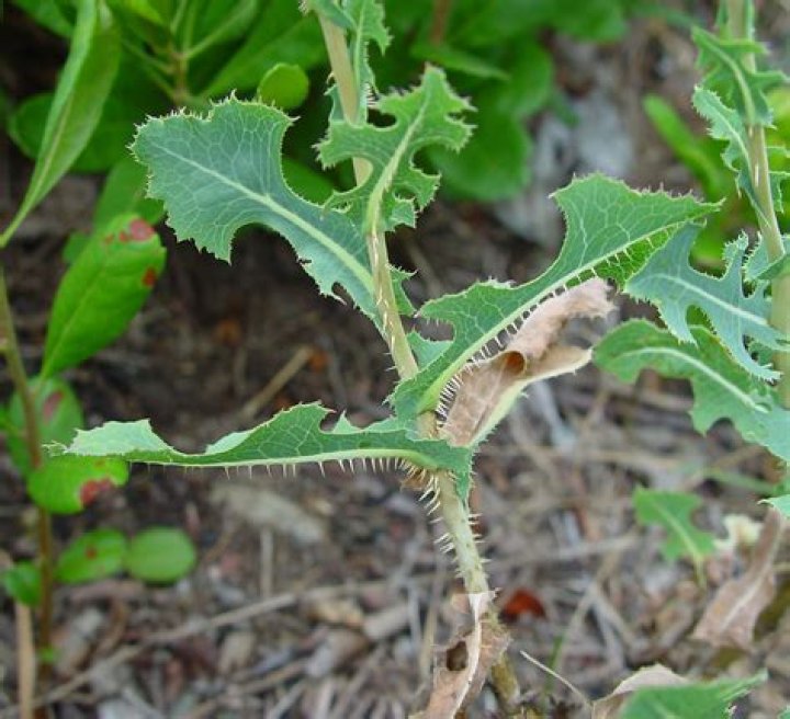 What is Lactuca Serriola used for?