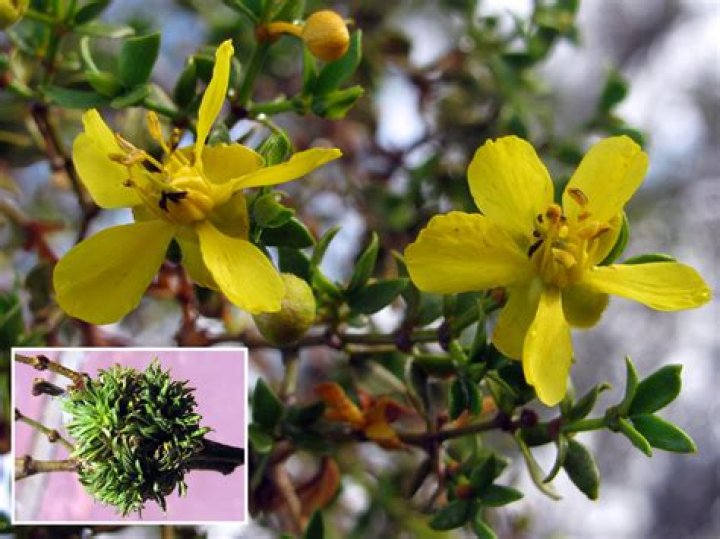 What is Larrea tridentata used for?