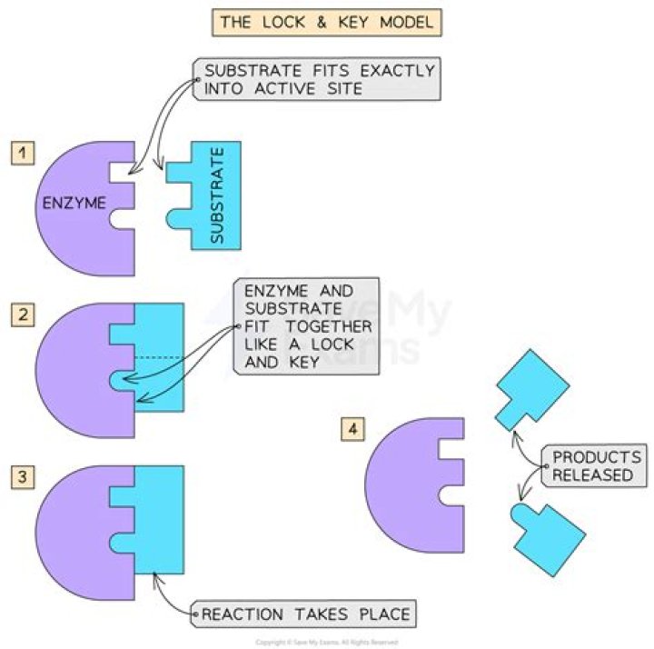 What is lock and key model of enzyme action?