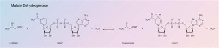 What is malate dehydrogenase (MDH)?