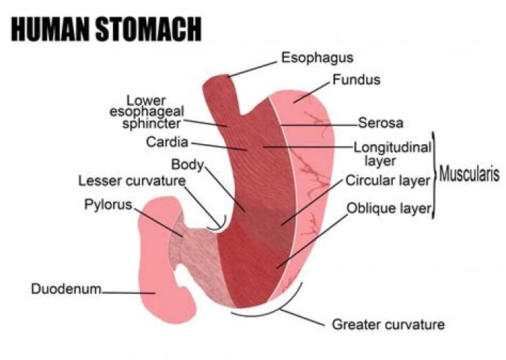 What is meaning of fundus of stomach?