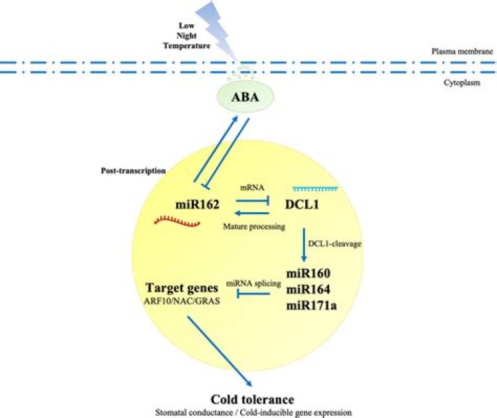 What is MIR162?