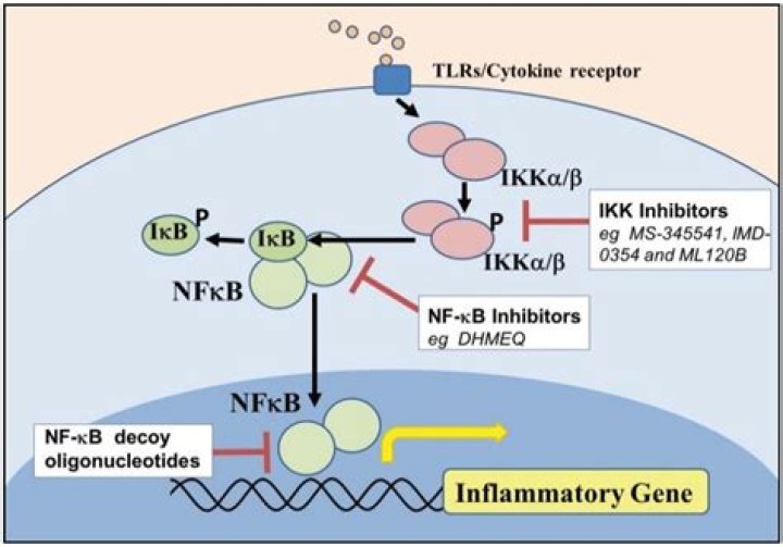 What is NF kB in immunology?