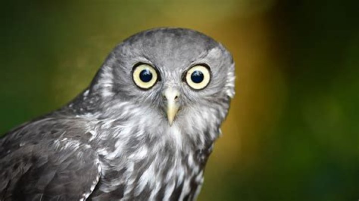 What is Ninox used for?